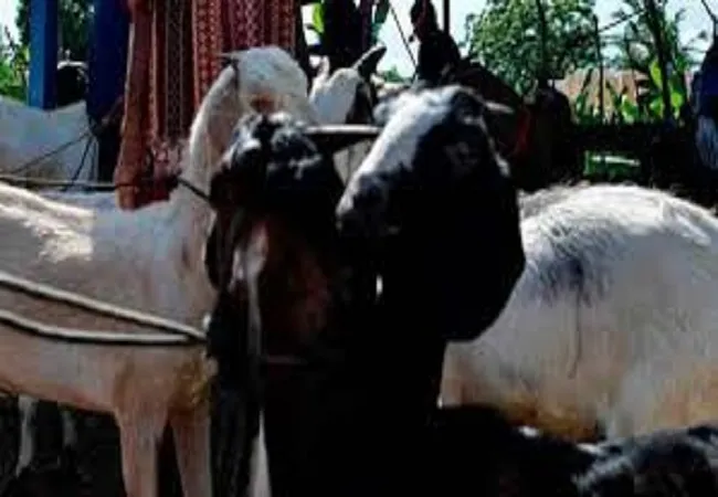 मुरादाबाद :युवाओं ने तैयार किया बकरों का डिजिटल बाजार, होम डिलीवरी की सुविधा