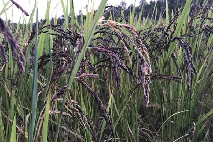 लौट रही है ‘काला नमक’ धान की खुशबू, रकबे में आया जबरदस्त उछाल