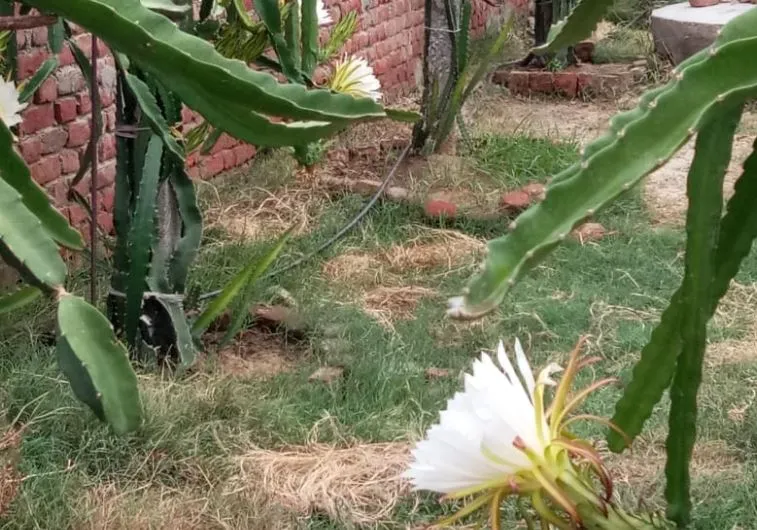 शाहजहांपुर: किसान ने किया कमाल, शुरू की औषधीय गुण से युक्त ड्रैगन फ्रूट की खेती