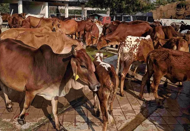बिजनौर में श्रीकृष्ण गौशाला की महिलाएं लिख रहीं आत्मनिर्भरता की इबारत