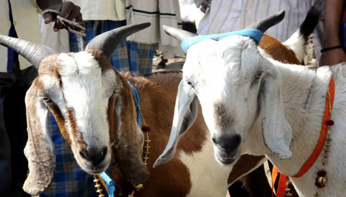 उत्तर प्रदेश में मास्क नहीं पहनने पर बकरी ‘गिरफ्तार’