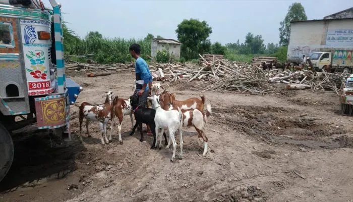शाहजहांपुर: बकरीद पर आधे दाम में भी नहीं बिक रहे बकरे