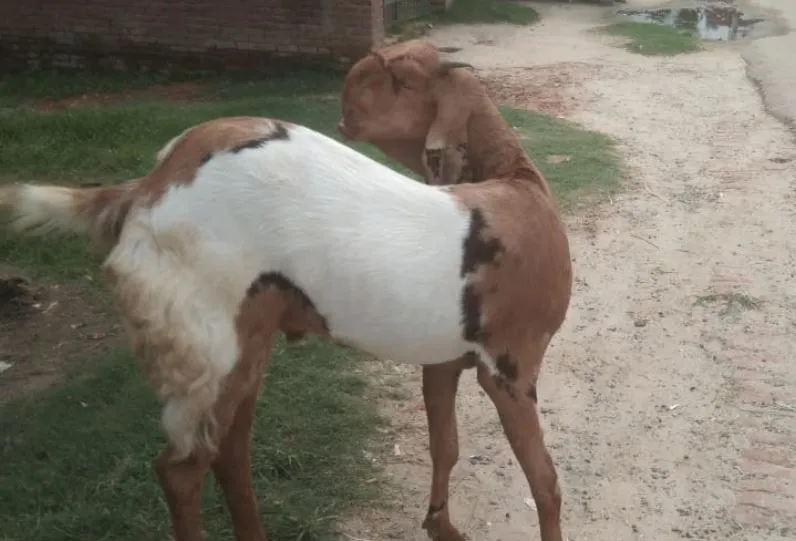 बरेली: बाजार से ज्यादा ऑनलाइन बिक रहे कुर्बानी के बकरे