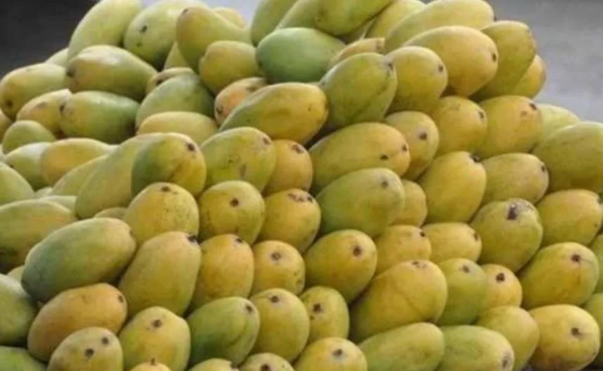 अब साल भर लीजिए दशहरी, आम्रपाली जैसे आमों का मजा