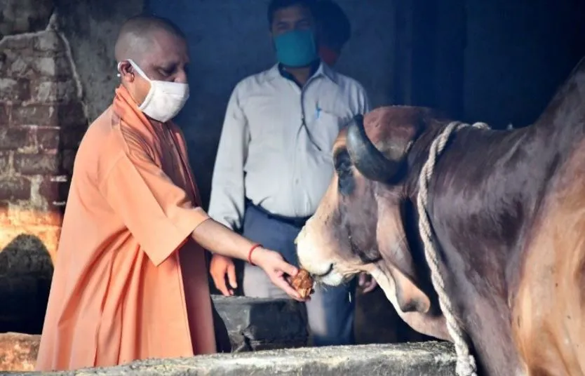 गोरखपुर: योगी ने की गोरखनाथ मन्दिर में गायों की सेवा, पूड़ी और गुड़ खिलाया