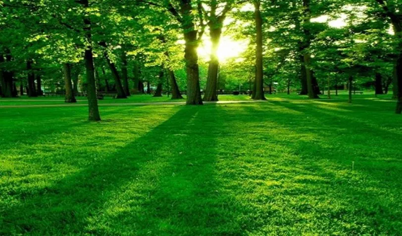 बरेली: 360 दिन काम किया तो प्रदूषण मुक्त हो जाएगा शहर