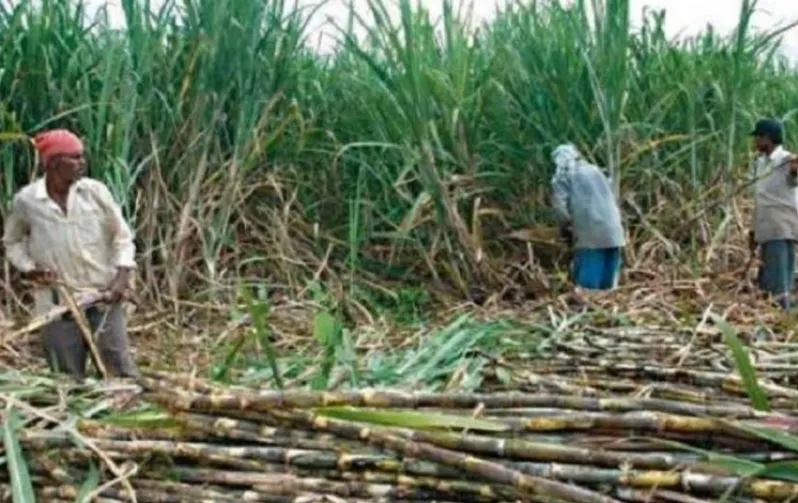 गन्ना किसानों के लिए खुशखबरी, सरकार ने गन्ने का खरीद मूल्य बढ़ाया