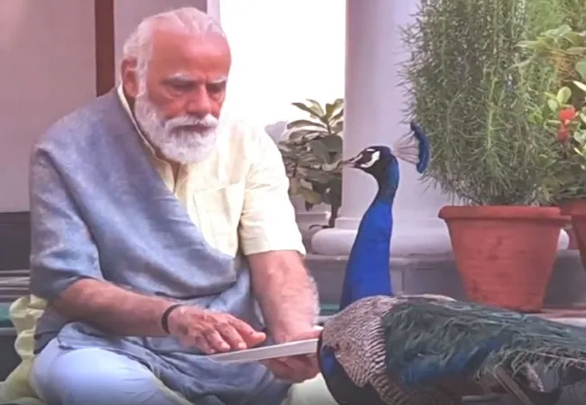 पीएम मोदी ने मोर को दाना खिलाते हुए प्रकृति प्रेम का दिया संदेश, शेयर किया वीडियो
