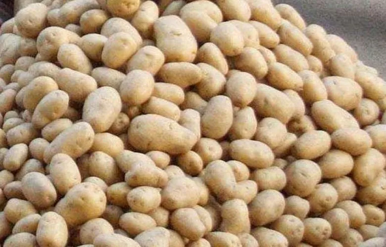 बरेली: मंडी से बाहर निकलते ही 10 रुपये महंगा हो रहा आलू