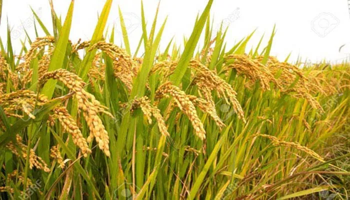 सरकार ने रखा 2020-21 में 30.1 करोड़ टन खाद्यान्न उत्पादन का लक्ष्य