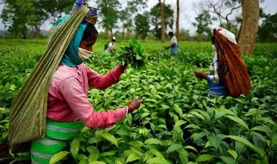 चाय बागान के श्रमिकों को 20 प्रतिशत बोनस देगी असम सरकार