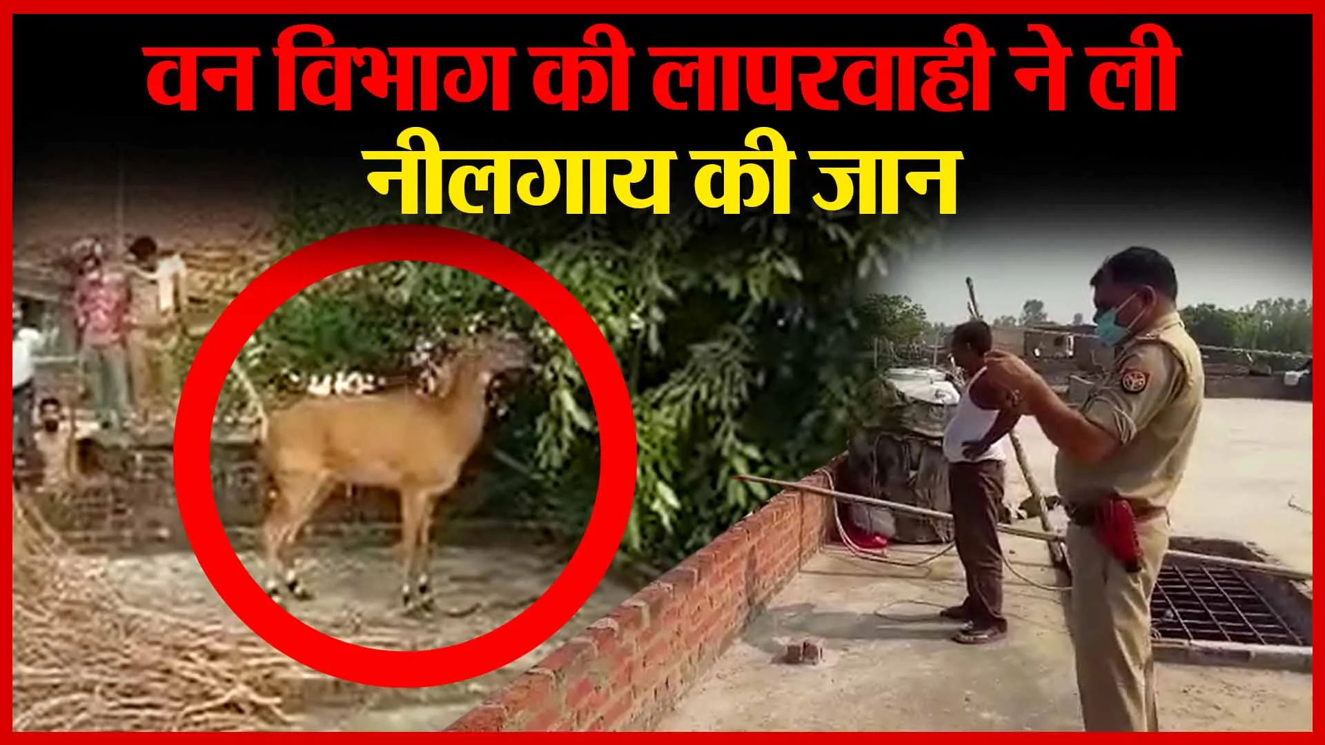 संभल: वन विभाग की लापरवाही ने ली नीलगाय की जान | Amritvichar