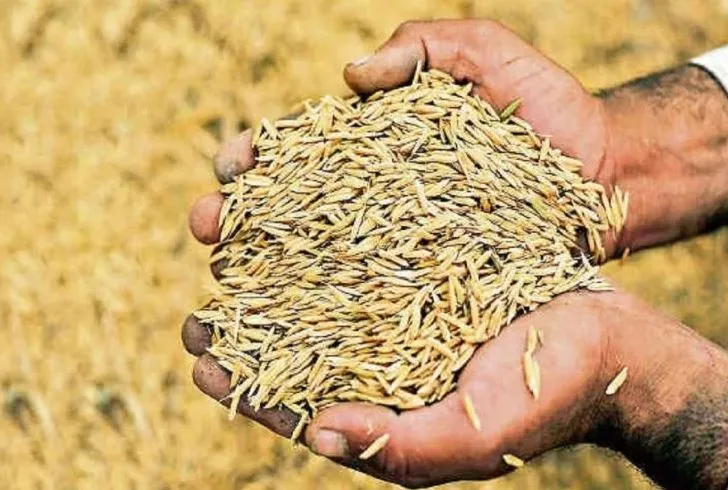 बरेली: पीसीयू एजेंसी ने कार्यक्षेत्र से बाहर बनाए धान क्रय केंद्र