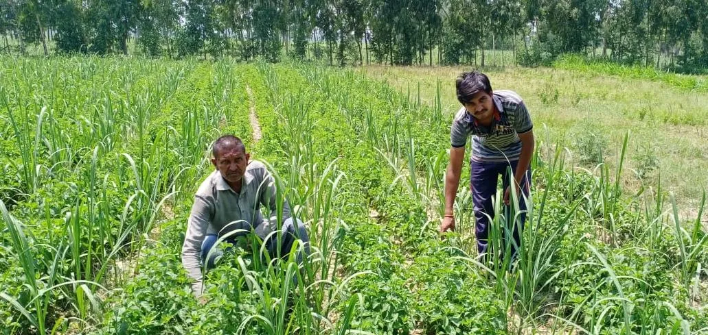 बरेली: यूरिया, कीटनाशक जमीन को बना सकते हैं बंजर