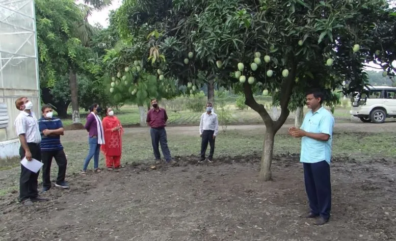 पंतनगर: सितंबर में भी मिलेगा आम का मजा, वैज्ञानिकों ने तैयार की नई प्रजाति
