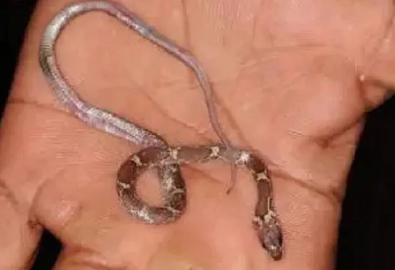 बरेली: बच्चे ने निगला जहरीले सांप का बच्चा, और फिर…