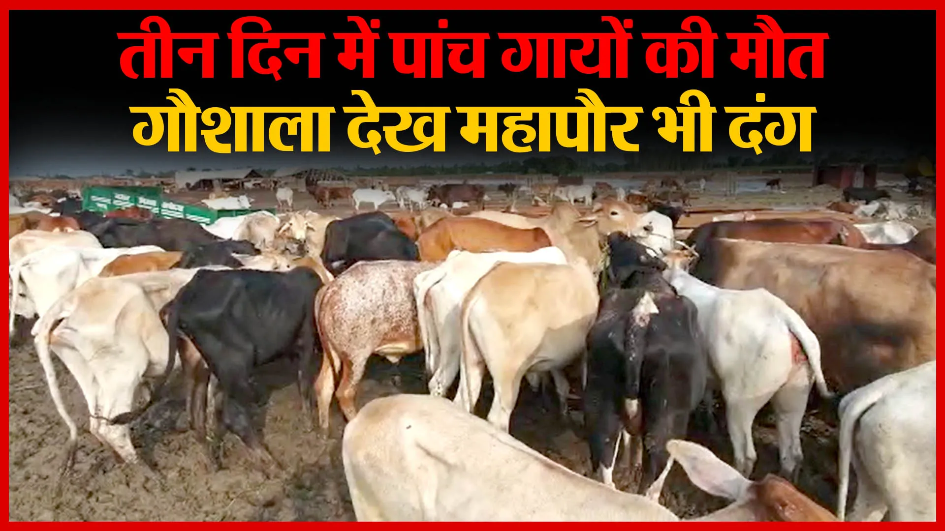 अयोध्या: तीन दिन में पांच गायों की मौत, गौशाला देख महापौर भी दंग | Amritvichar