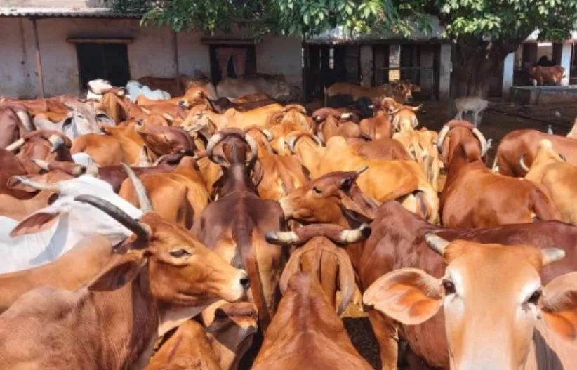 यूपी में मार्च 2021 तक 5.2 करोड़ पशुओं की होगी जिओ टैगिंग