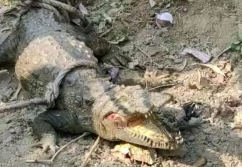 शाहजहांपुर के गांव में निकला मगरमच्छ, मचा हड़कंप