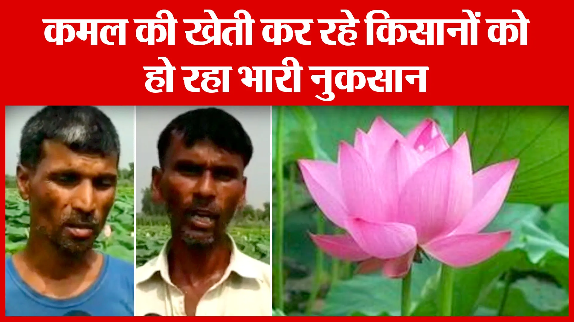 Moradabad: कमल की खेती कर रहे किसानों को हो रहा भारी नुकसान | Amritvichar