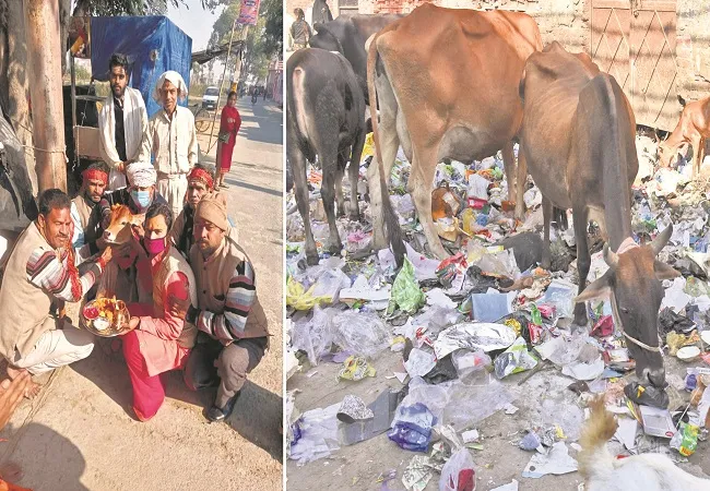 मुरादाबाद: गोपाष्टमी पर एक तरफ पूजा, दूसरी तरफ भटकती रहीं गायें