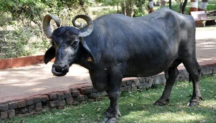 बरेली: दो से अधिक भैंस पालने वालों पर होगा ये नियम लागू