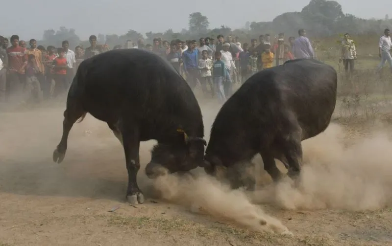 बरेली: बिना परमीशन कराया भैंसों का दंगल, पुलिस पहुंची तो…