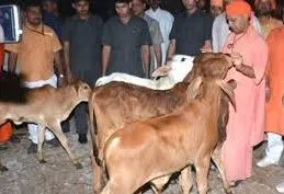 योगी ने मंदिर में पूजा-अर्चना कर गायों को खिलाया चारा