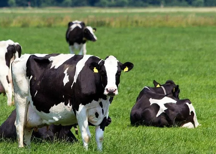 हल्द्वानी: वन विभाग के साथ मिलकर काम करेगा पशुपालन विभाग, पालतू पशुओं का होगा बीमा