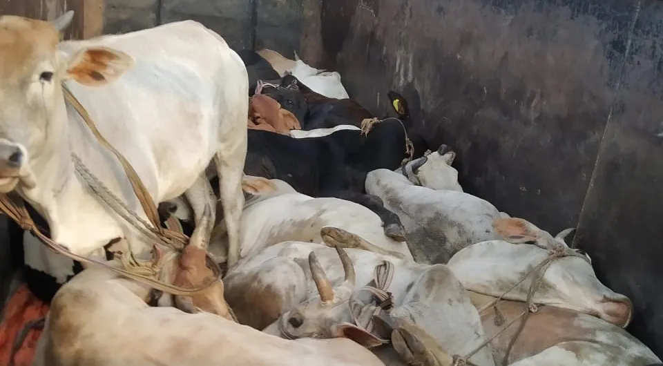 गोरखपुर: ट्रक में गोकशी को ले जाये जा रहे 21 गाय-बैल बरामद