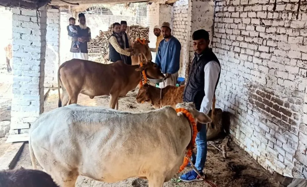 बरेली: मुस्लिम राष्ट्रीय मंच ने की गोपाष्टमी पर्व पर गायों की सेवा
