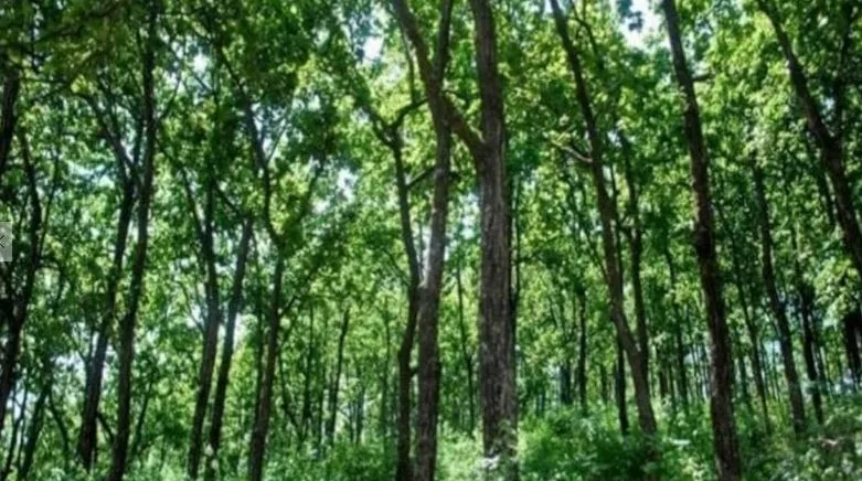 हल्द्वानी: अब जीआईएस सिस्टम से होगी जंगल में निगरानी