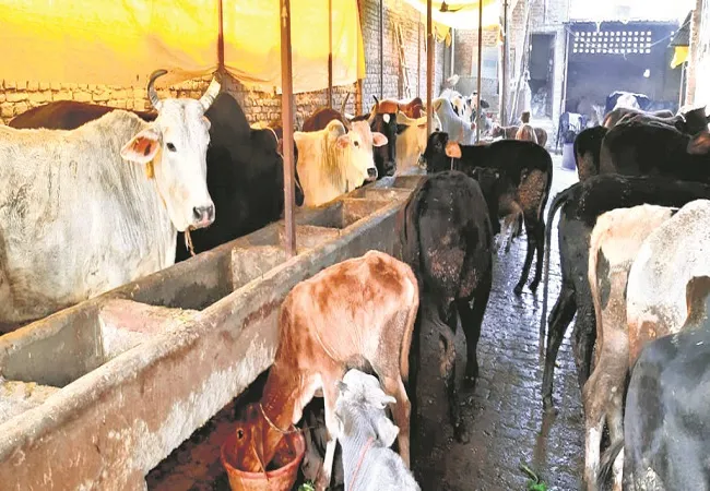 मुरादाबाद: ठंड में ठिठुर रहीं गायें, गो शालाओं में पुख्ता इंतजाम नहीं