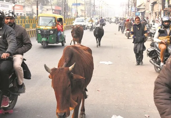 मुरादाबाद: सड़कों पर घूम रहीं गायों पर अधिकारियों की नजर नहीं