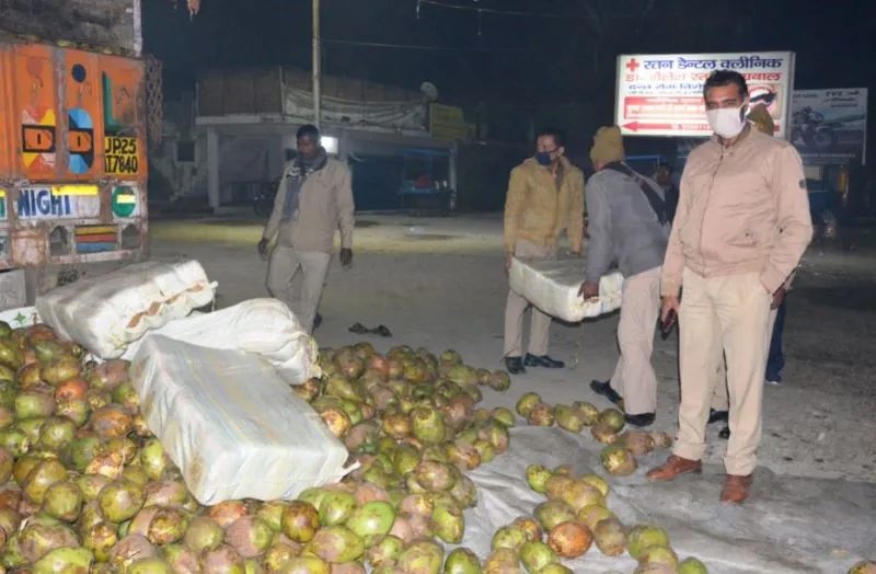 बरेली: मेरठ एसटीएफ का प्रेमनगर में छापा, नारियल में छिपा गांजा पकड़ा