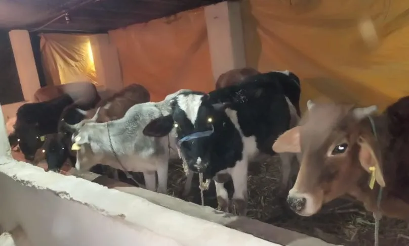बरेली: गायों की सेवा के कागजी दावे, ठंड से बचाव को नहीं दिया एक भी रुपया