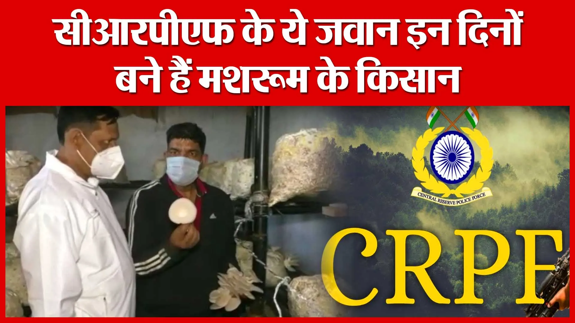 Moradabad: CRPF के ये जवान इन दिनों बने हैं मशरूम के किसान | Amritvichar