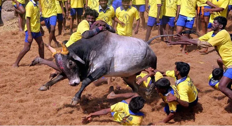तमिलनाडु सरकार ने जल्लीकट्टू के आयोजन को दी मंजूरी