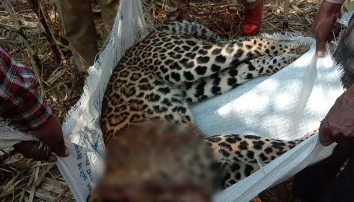 बरेली: गन्ने के खेत में मिला तेंदुए के बच्चे का शव