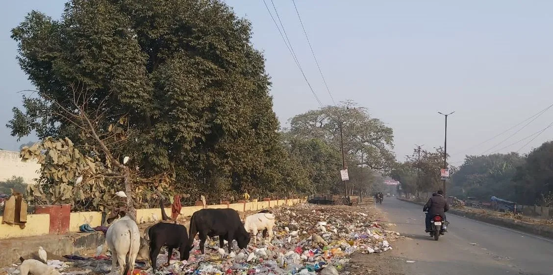 बरेली: मुख्यमंत्री कह रहे गायों को जूट का कोट पहनाओ, यहां भोजन भी नहीं दे रहे