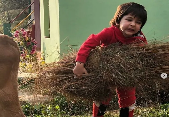 जन्मदिन पर गाय को चारा खिलाते दिखे तैमूर, तस्वीर पोस्ट कर करीना बोलीं- अपने सपनों का पीछा करो…