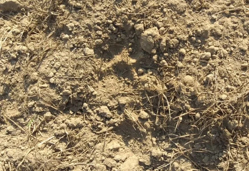 बरेली: गुजरहाई गांव में रबर फैक्ट्री वाली बाघिन होने की आशंका