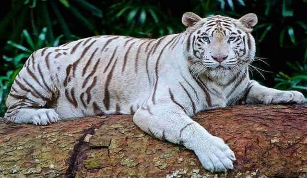 दिल्ली के चिड़ियाघर में सफेद बाघिन और शावक की मौत, ये रही वजह