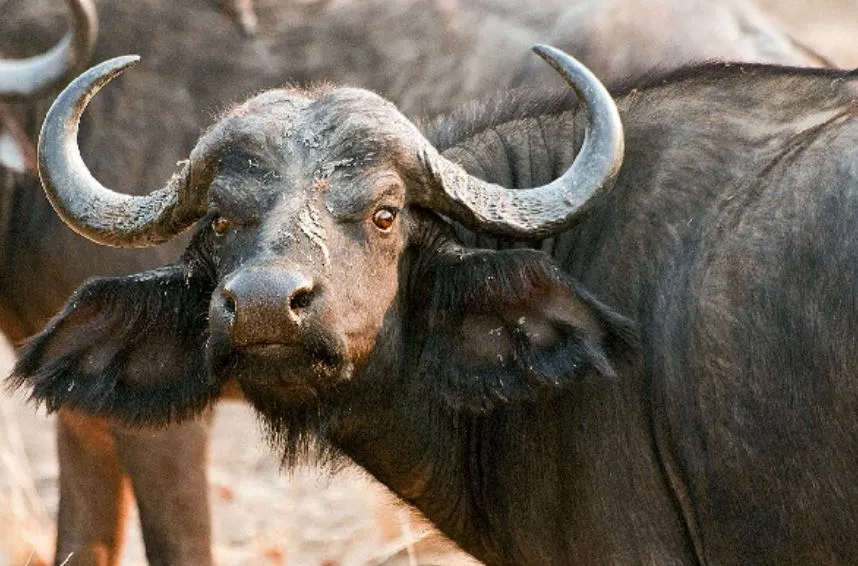 बरेली: बीन बजते ही बेकाबू हुई भैंस, बाजार में मची भगदड़