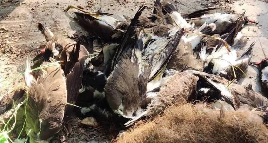 यूपी में बर्ड फ्लू ने दी दस्तक, कानपुर में अलर्ट जारी
