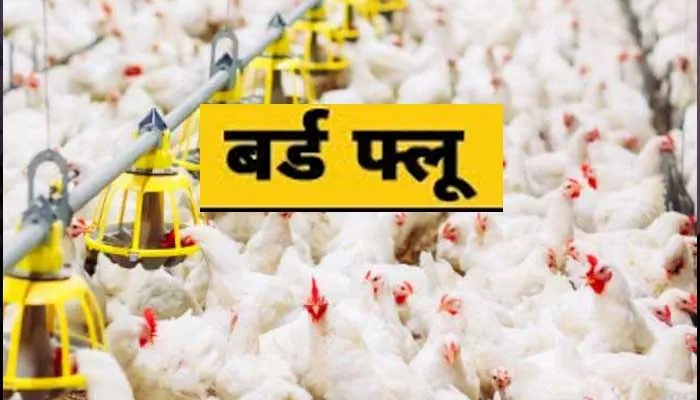 बरेली: प्रदेश में न फैले बर्ड फ्लू, इसलिए अप्रवासी पक्षियों को किया जाएगा ‘ट्रैप’