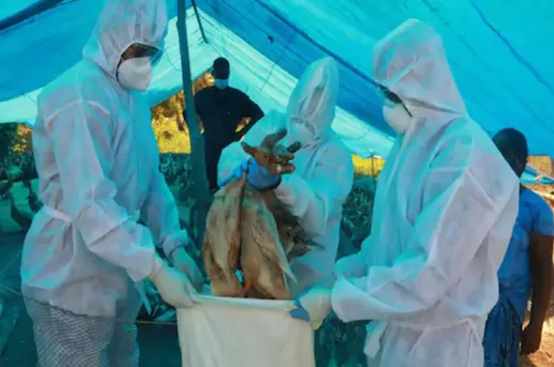 बर्ड फ्लू की आहट से थर्राया दिल्ली का चिड़ियाघर, मृत मिले उल्लू के संक्रमित होने की पुष्टि, निगरानी बढ़ी