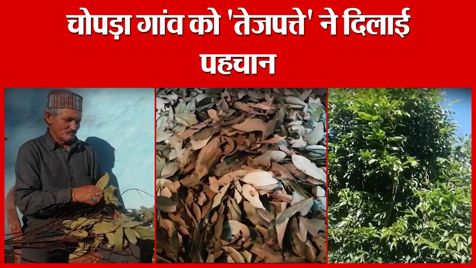 Nainital: चोपड़ा गांव को ‘तेजपत्ते’ ने दिलाई पहचान | Amritvichar
