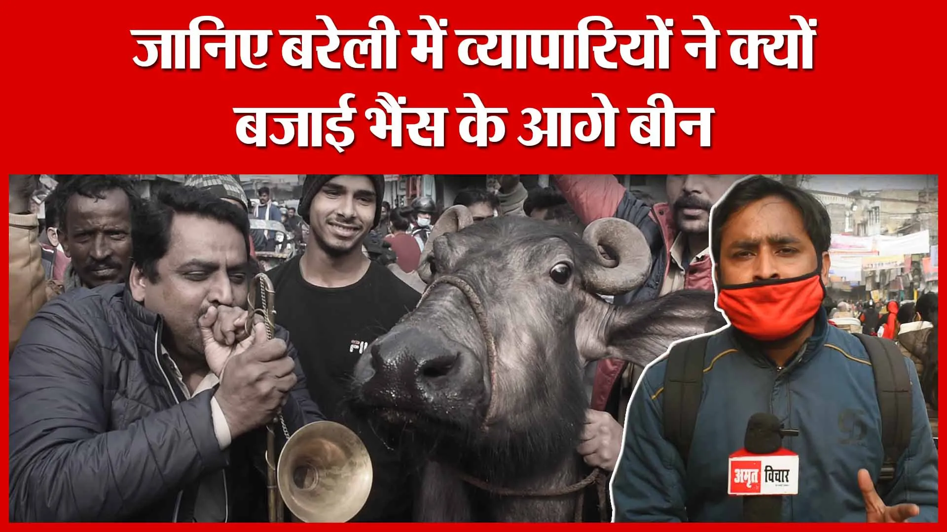 जानिए बरेली में व्यापारियों ने क्यों बजाई भैंस के आगे बीन | Amritvichar
