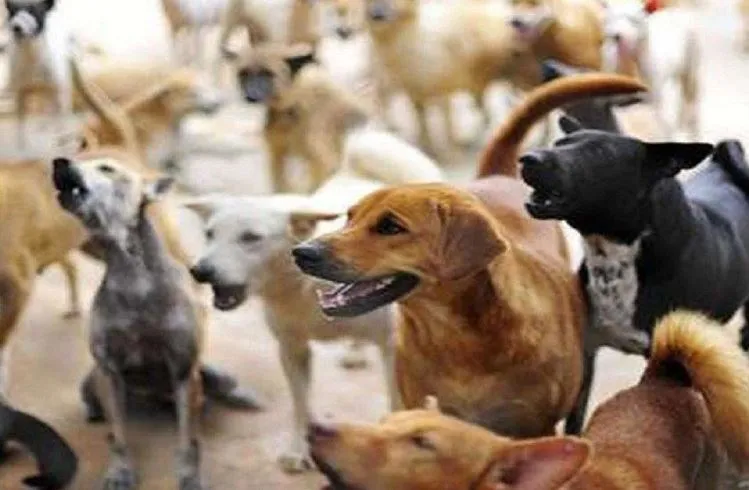 बरेली: खूंखार कुत्तों ने चार बच्चों को फिर बनाया निशाना